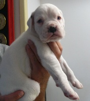 CHIOT Blanc 