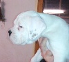 CHIOT Blanc 